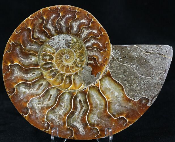 Agatized Ammonite Fossil (Half) #32466